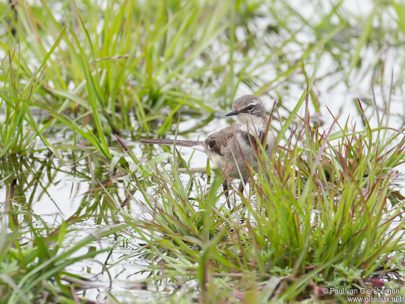 Cape Wagtailadult