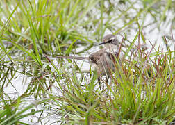 Cape Wagtail