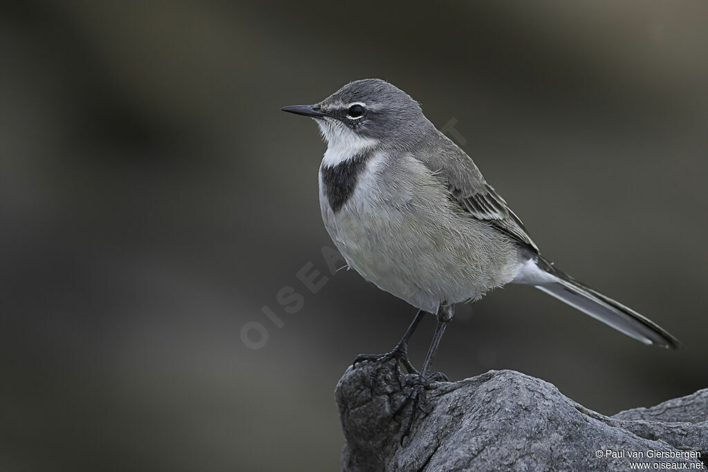 Cape Wagtailadult