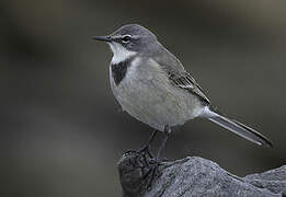 Cape Wagtail