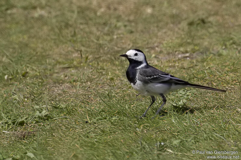 White Wagtail