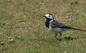 White Wagtail