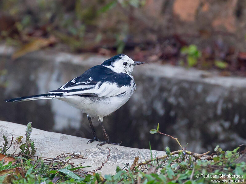 White Wagtail