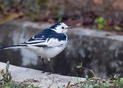 White Wagtail