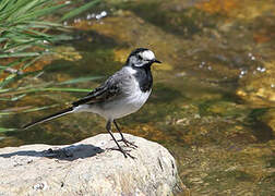 White Wagtail