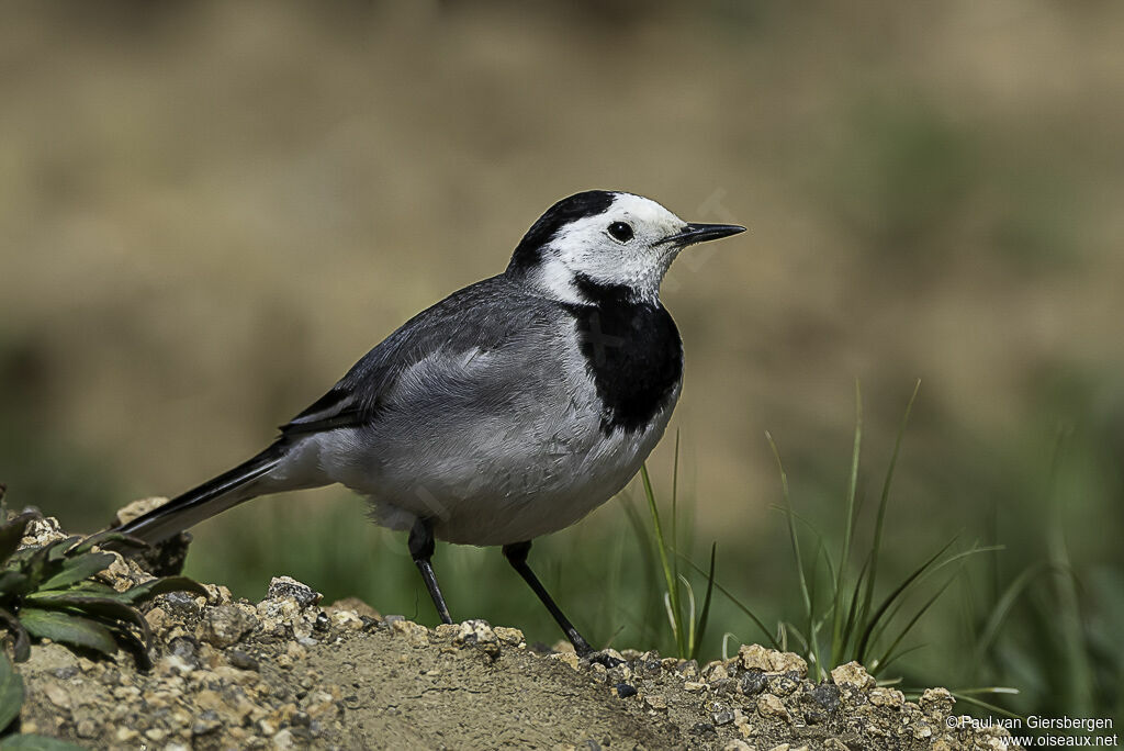 White Wagtailadult