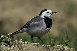 White Wagtail