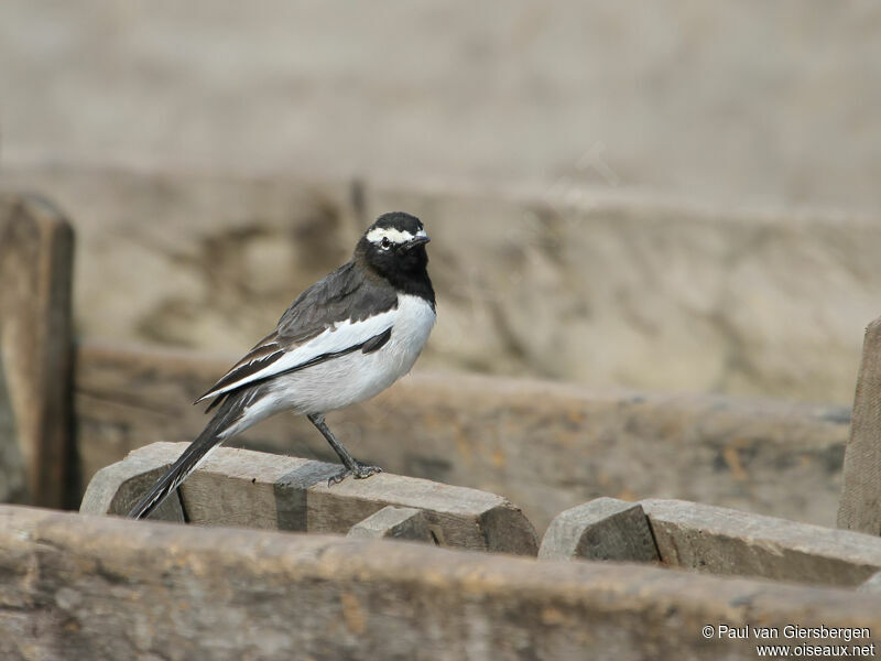 White-browed Wagtail