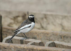 White-browed Wagtail