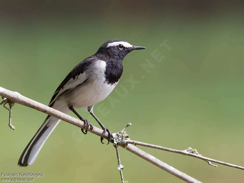 White-browed Wagtailadult