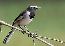 White-browed Wagtail