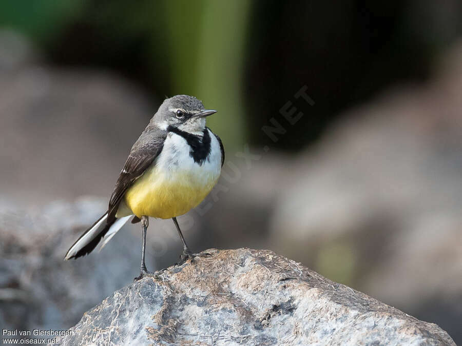 Madagascan Wagtailadult