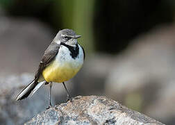 Madagascar Wagtail