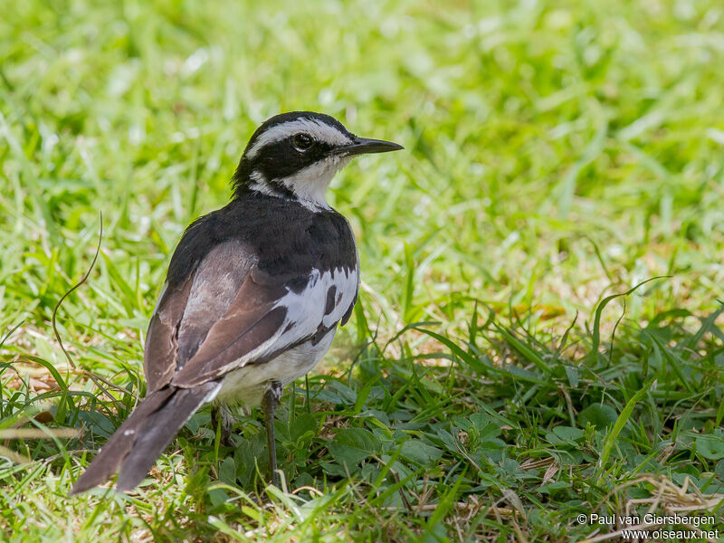 African Pied Wagtail