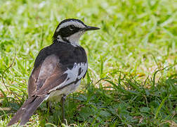 African Pied Wagtail