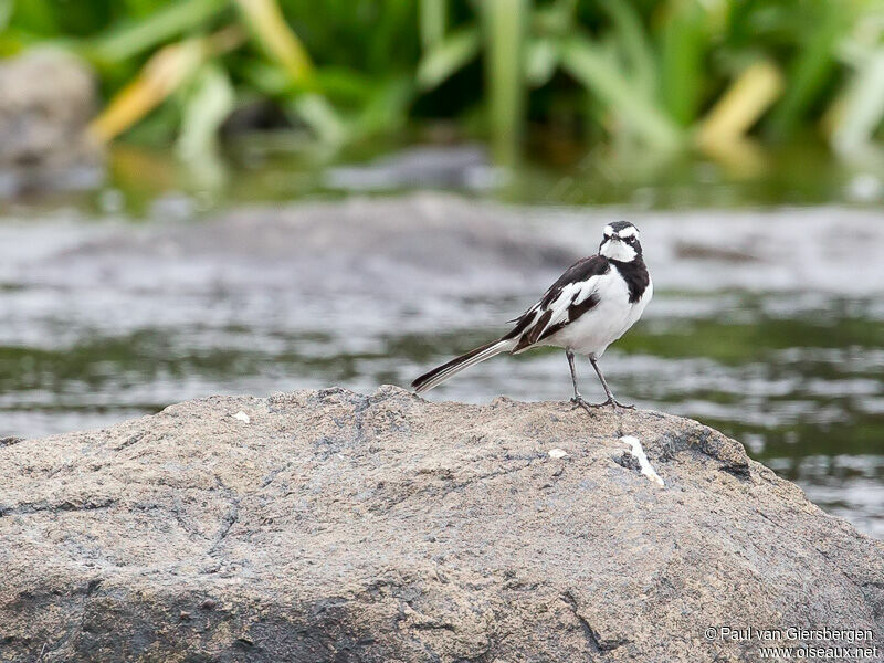 African Pied Wagtail