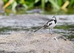 African Pied Wagtail