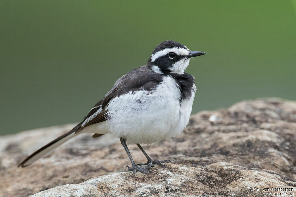 African Pied Wagtailadult