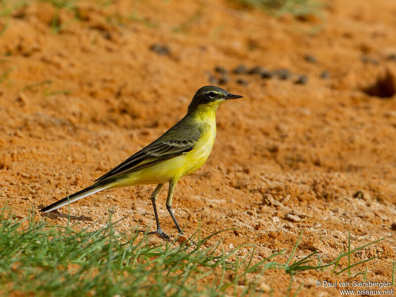 Western Yellow Wagtail