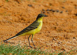 Western Yellow Wagtail