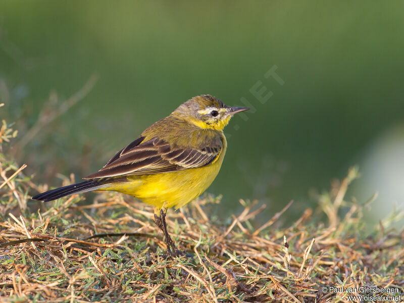 Western Yellow Wagtail