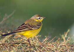 Western Yellow Wagtail