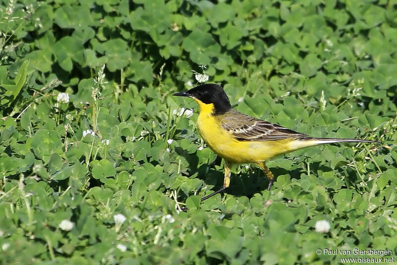 Western Yellow Wagtail