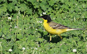 Western Yellow Wagtail