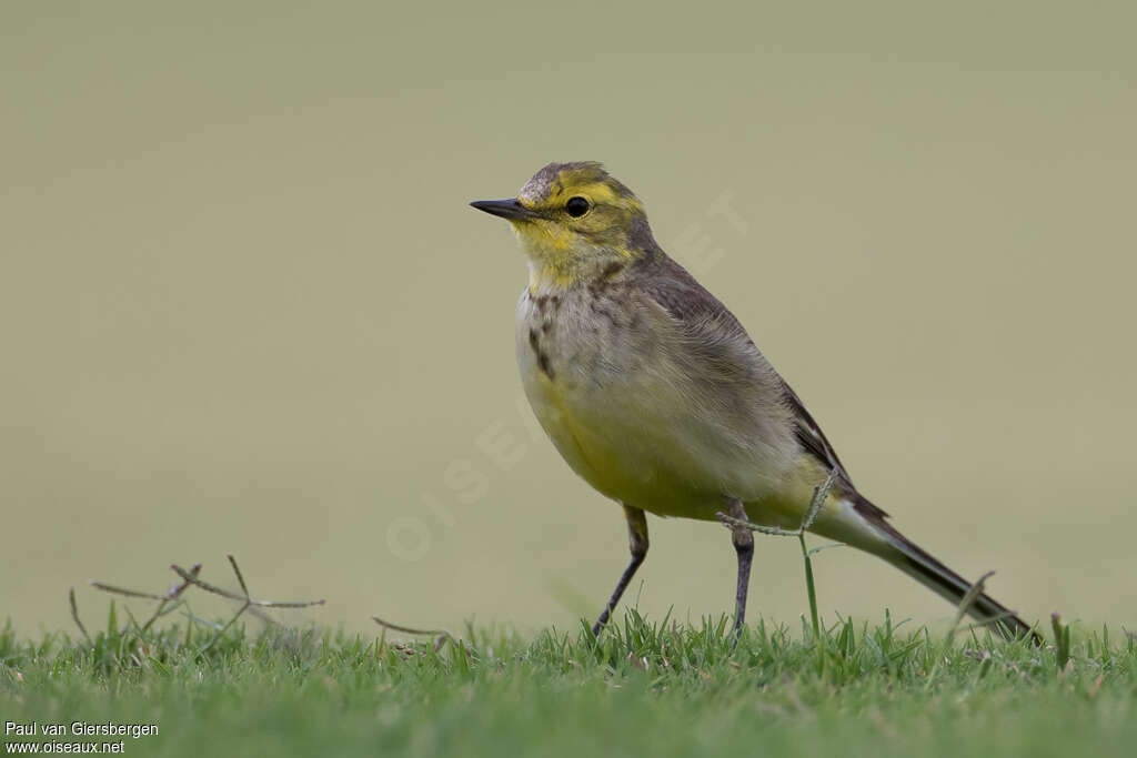 Western Yellow WagtailSecond year, moulting, pigmentation