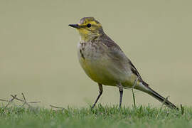 Western Yellow Wagtail