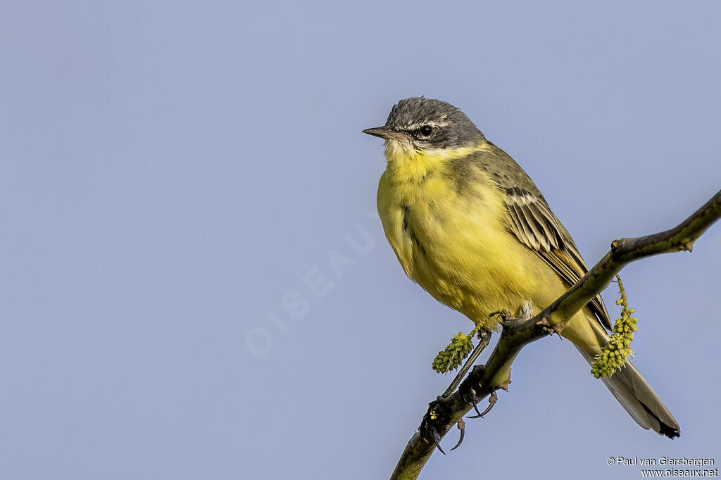 Bergeronnette printanière