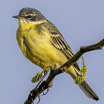 Bergeronnette printanière