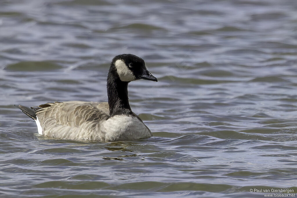 Cackling Gooseadult