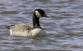 Cackling Goose