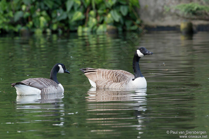 Canada Goose