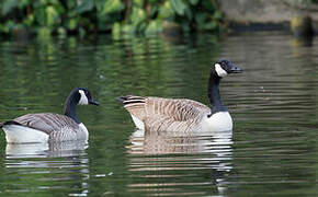 Canada Goose