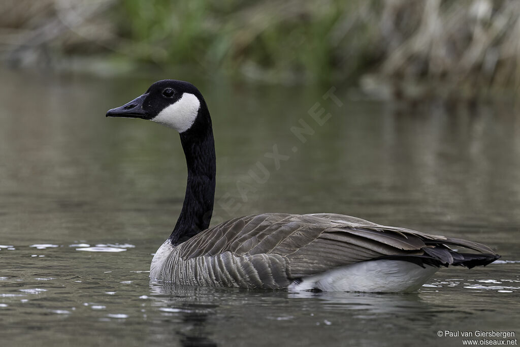 Canada Gooseadult