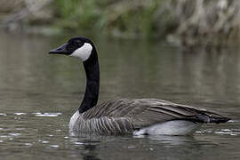 Canada Goose