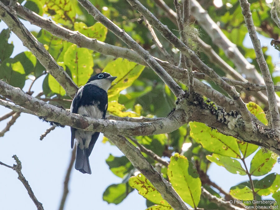 Ward's Flycatcheradult