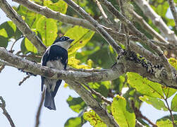 Ward's Flycatcher