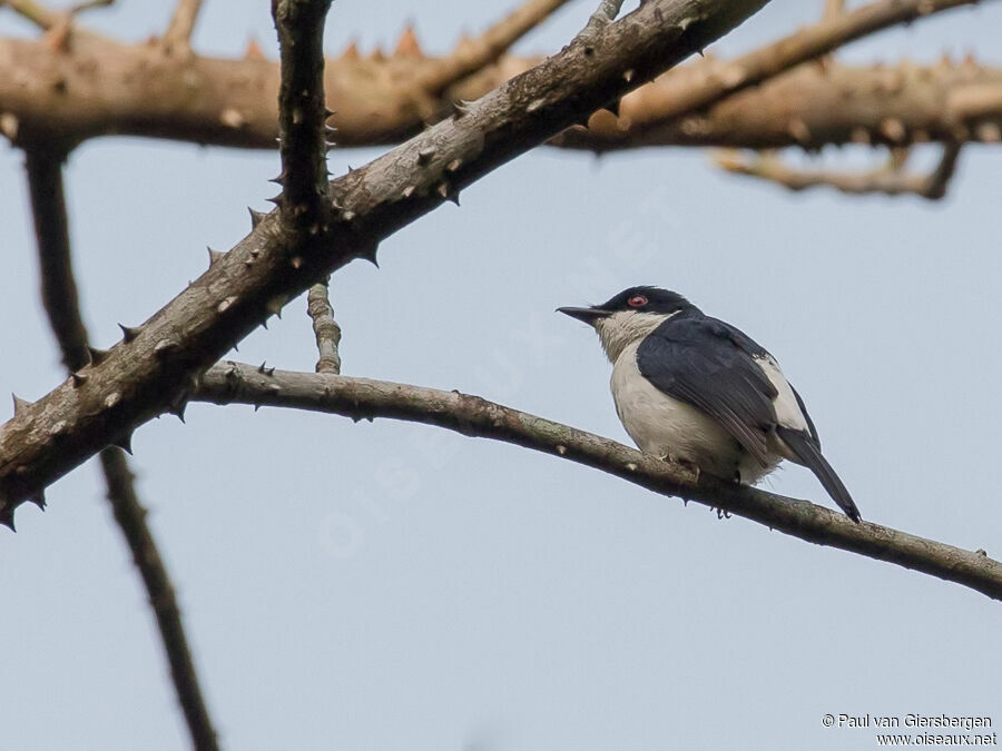 African Shrike-flycatcher male adult