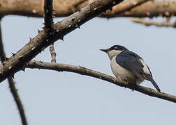 African Shrike-flycatcher