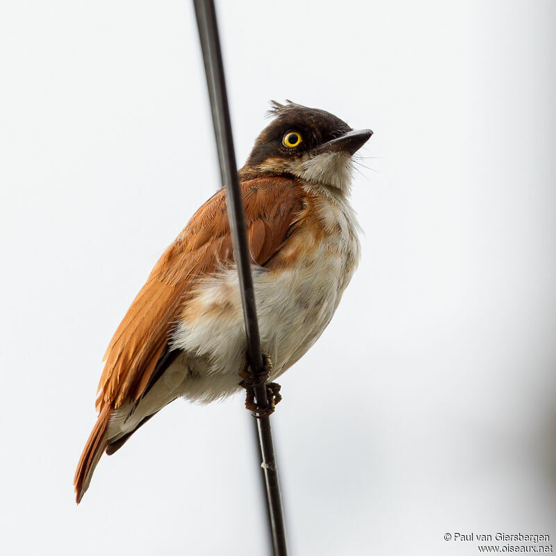 Black-and-white Shrike-flycatcher