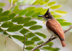 Black-and-white Shrike-flycatcher