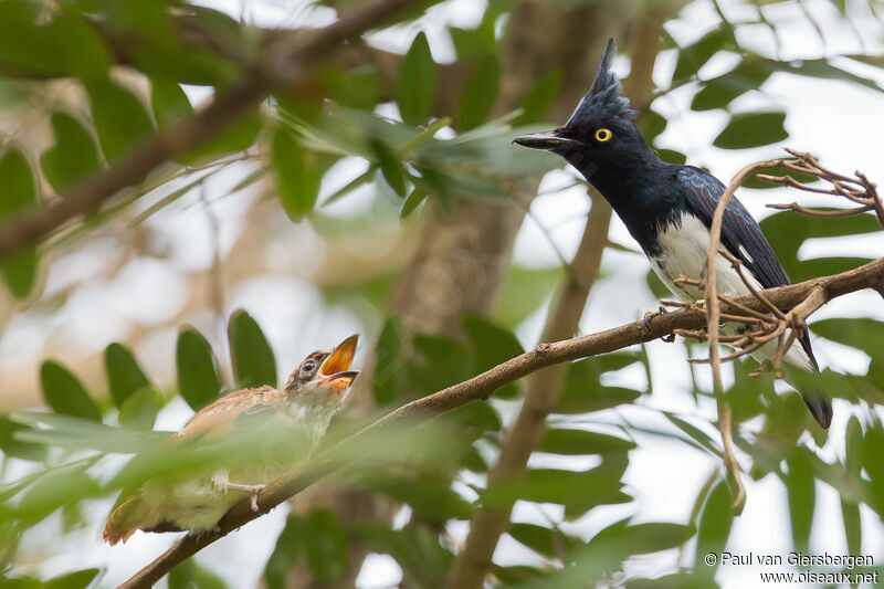 Black-and-white Shrike-flycatcher