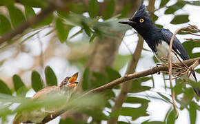 Black-and-white Shrike-flycatcher