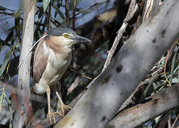 Nankeen Night Heron