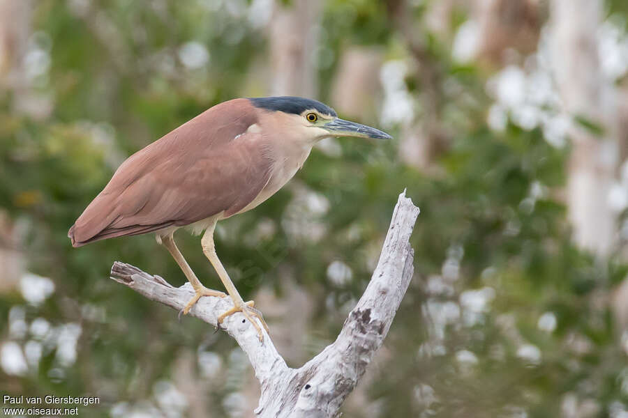 Nankeen Night Heronadult, identification