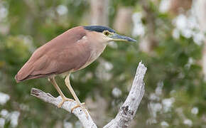 Nankeen Night Heron