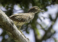 Nankeen Night Heron